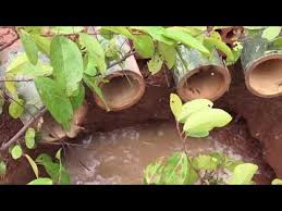 Kakek tua menangkap tangkap ikan dengan cara lama tradisional berkah musim hujan banjir ikan dimana mana , cara mudah. Menangkap Ikan Dengan Cara Tradisional Kaskus