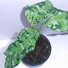 アグラオネマ 復活系 Aqu Raceae