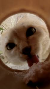 San Diego Zoo Safari Park