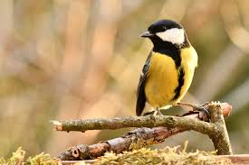 Birdwatching - Observação de Pássaros • UPack - Experiências e vivências