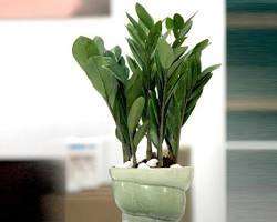 Hình ảnh về Các loại cây cảnh văn phòng phổ biến