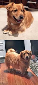 40 Times Corgis Mixed With Other Breeds And The Result Was Absolutely Pawsome Bored Panda