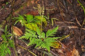 Image result for Bridelia brideliifolia