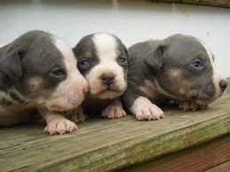 With so much love for the american pitbull terrier we are happy to produce the excellent dog in all of our breedings. American Staffordshire Terrier Puppies In North Carolina