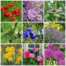 Check spelling or type a new query. These 10 Deer Resistant Perennials Are Beautiful Aromatic And Critter Proof