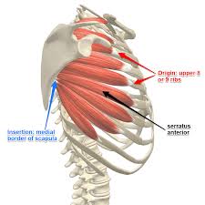 Broad, fan shaped muscle positioned on the upper front wall of the rib cage. The Boxer S Muscle