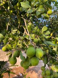 Image result for Melicoccus