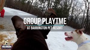 Maybe you would like to learn more about one of these? Barrington Pet Resort Tailchasers Incorporated