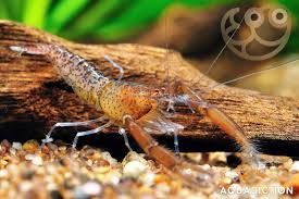 Image result for Eschenbachia tigrensis