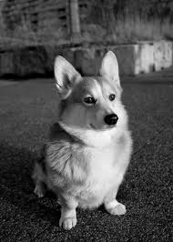 Adorable Black And White Corgi Puppy Pin By Lynne Hatch On Keep Calm And Corgi On Corgi Dog Corgi Pictures Cute Dogs