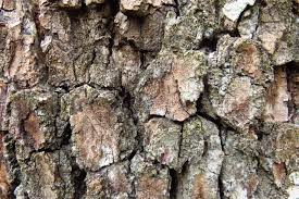 Image result for Schinopsis