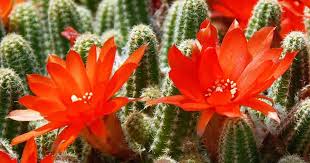 We have 1 possible answer for the clue succulent flowering plants which appears 1 time in our database. Flowering Cactus How To Make Cactus Bloom All Year Round Cactus Flower Blooming Cactus Flower Bookey