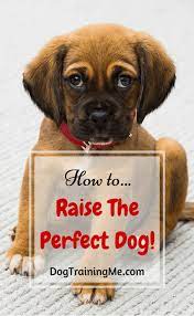 Perfect Dog Is It Possible Learn How To Raise The Obedient Dog Of Your Dreams Click Here Now To Train Dog Training Obedience Dog Training Best Dog Training