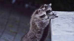 raccoon nation raccoon fact sheet nature pbs