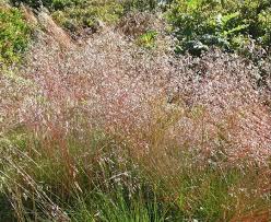 It is native to dry open woods, slopes, fields. Wavy Hair Grass Deschampsia Flexuosa From New England Wild Flower Society