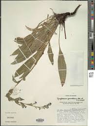 Image result for Cynoglossum coeruleum