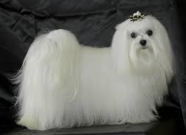 Resultado de imagem para FOTOS DE CÃES BRANCOS