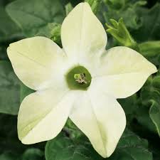 Image result for Nicolasia coronata