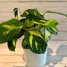 The cool thing about ctenanthe is that they have highly photosensitive leaves. Pin On Plants
