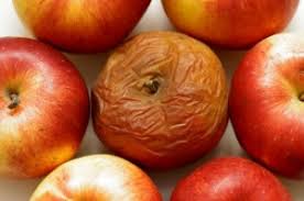 Resultado de imaxes para fruta podrida