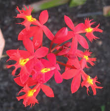 Image result for Epidendrum