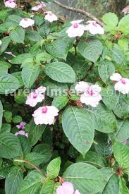 Image result for Berkheya spekeana