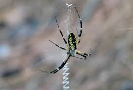 These common arachnids aren't dangerous and can even be helpful. Bay Nature Magazine Garden Spiders Grow Big And Live Large In Fall