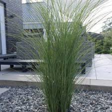 Garten Chinaschilf Gracilimus Miscanthus Sinensis Gracillimus Gunstig Online Kaufen Moderne Landschaftsgestaltung Chinesischer Garten Chinaschilf