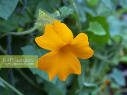 Image result for Thunbergia gregorii