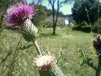 Image result for Cirsium  buchwaldii