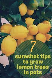 The 7 Sure Shot Tips You Need To Grow Lemon Tree In A Pot Growing Lemon Trees Lemon Tree Lemon Tree Potted