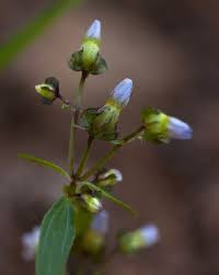 Image result for Exacum oldenlandioides