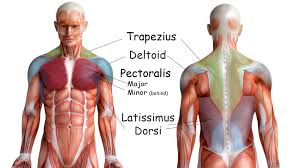 The external abdominal oblique muscle is the largest and most superficial for example, the right internal oblique and the left external oblique contract as the torso flexes and rotates to bring the left shoulder towards the right hip. The Muscles Of The Head Trunk And Shoulders Scientist Cindy