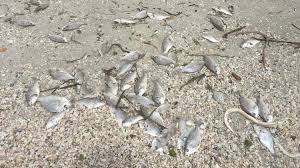Clearwater Cleared Of Red Tide But Still Persistent In St