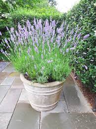 Relaxing Lavender Potted Lavender Plants Lavender Plant