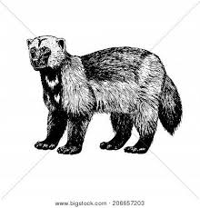 See wolverine animal stock video clips. Hand Drawn Wolverine Vector Photo Free Trial Bigstock