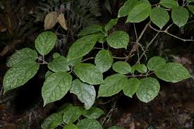 Image result for Clerodendrum capitatum