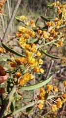 Image result for Clutia swynnertonii