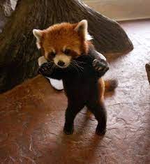 J1kjg Jpg 500 546 Cute Animals Cute Baby Animals Baby Animals