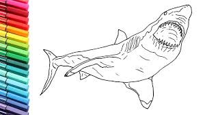 This great white shark coloring page was posted in the coloring pages category. How To Draw Shark Drawing And Coloring The Great White Shark For Children Shark Color Pages Youtube