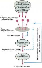 Eosinophilic neuronal degeneration involving tegmental brainstem nuclei. Limbic System Its Structure And Functions