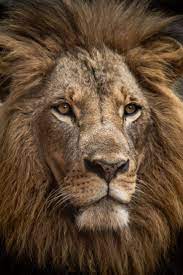 20 Lion Pictures Images Download Free Photos On Unsplash Lion Images Lion Pictures Lion