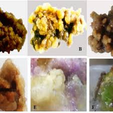 Image result for Coleus maculosus