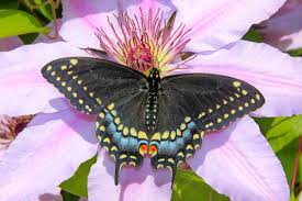 Although they fly all summer long, in the deep south the herbs they use as host plants may struggle to grow in the sultry summer heat. Attract Eastern Black Swallowtail Butterflies Birds And Blooms