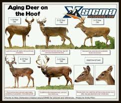A Dixie Lady Deer Hunter Aging Deer Chart Whitetail Deer