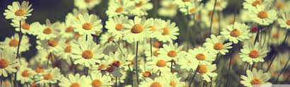 See more ideas about flower phone wallpaper, iphone background, flower wallpaper. Flowers Dual Screen Wallpapers Top Free Flowers Dual Screen Backgrounds Wallpaperaccess