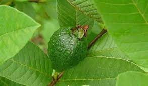 Heksan lagi 300 ml aduk sempurna dan pisahkan. 12 Khasiat Dan Manfaat Daun Jambu Biji Untuk Kesehatan Khasiat Sehat