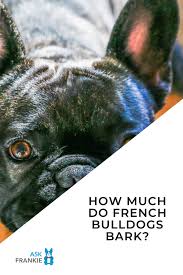 Which one was the best?source. French Bulldog Barking How Much Do These Dogs Bark 2020 Update