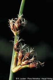 Image result for Schoenoplectus erectus