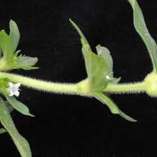 Image result for Spermacoce senensis